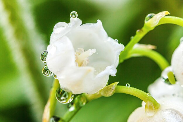 Fleurs belle odeur de muguet ou de nénuphar avec des gouttes après la pluie. Jardin ou parc fleuri floral naturel inspirant.