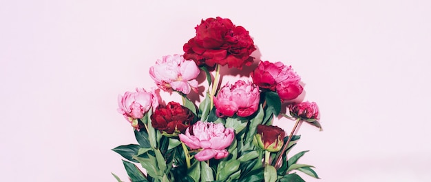 Fleurs de belle pivoine rose avec une ombre dure sur fond pastel
