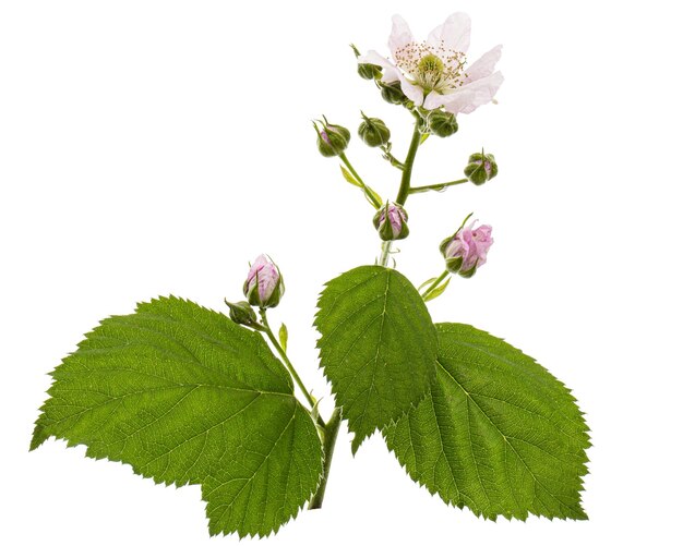 Fleurs de blackberry lat Rubus fruticosus isolé sur fond blanc