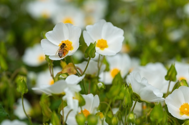 Photo fleurs blanches avec abeille dessus gros plan