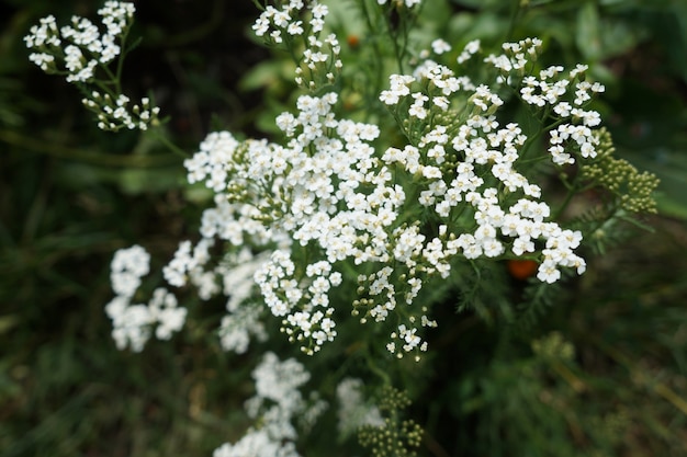 Fleurs blanches. Achillea millefolium