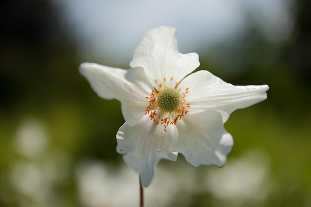 Fleurs blanches d'anémone dans un jardin se bouchent. Fleur blanche avec étamines jaunes sur fond flou