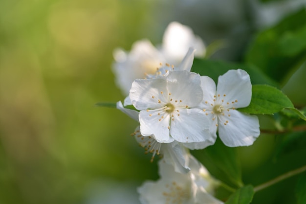 Les fleurs blanches d'un arbre au printemps