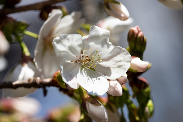 fleurs blanches sur un arbre dans le jardin