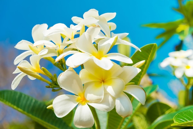 Fleurs blanches sur l'arbre plumeria