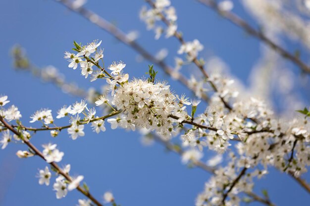 Des fleurs blanches d'un arbre de près