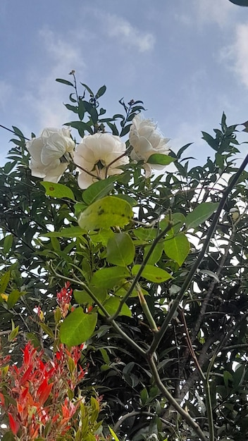 Fleurs blanches sur un arbre