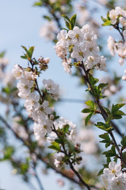 Fleurs blanches sur les arbres du jardin contre un ciel bleu clair