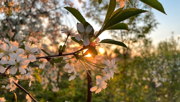 Fleurs blanches d'arbres en fleurs dans le jardin de printemps