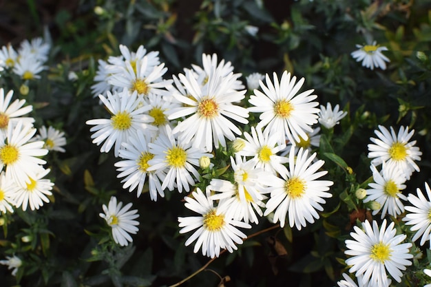 Fleurs blanches d'Aster ou Aster novibelgii lat Symphyotrichum novibelgii fond floral gros plan