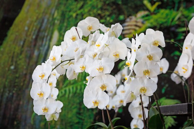 Fleurs blanches au fleuriste