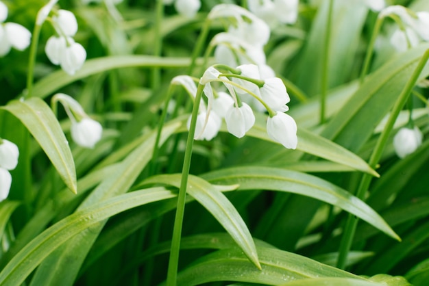 Fleurs blanches au printemps dans la forêt se bouchent