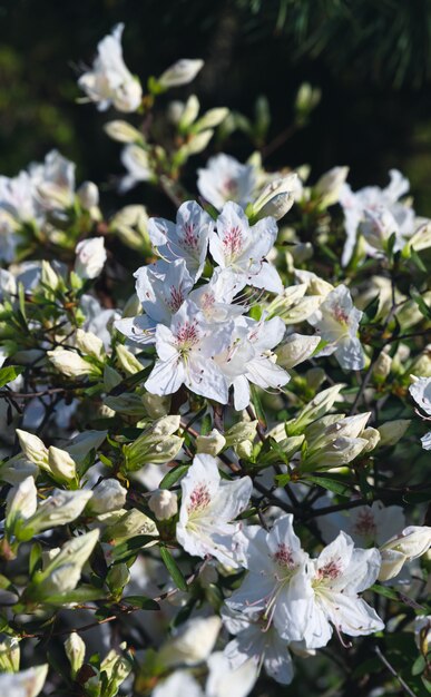 Fleurs blanches d'azalée