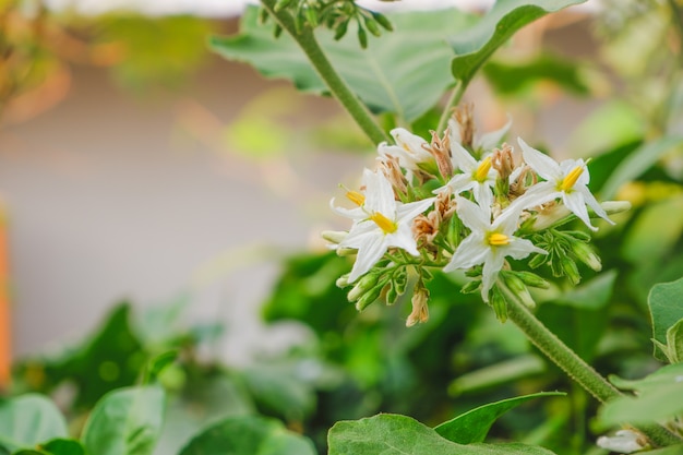 fleurs blanches de baies de dinde