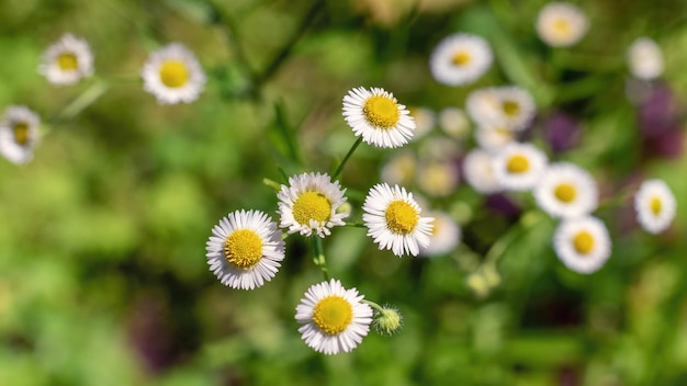 Photo fleurs blanches de bellis perennis dans le fond du jardin