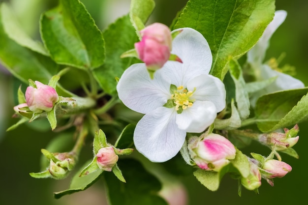 Fleurs blanches et boutons roses de pommiers un jour de printemps