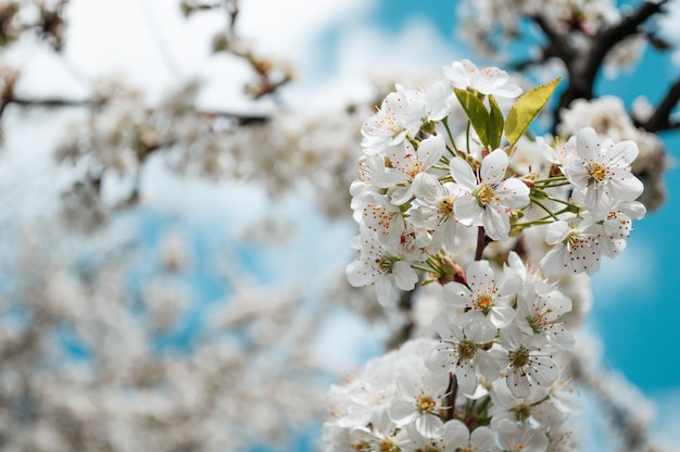 Fleurs blanches sur une branche d'arbre Macro photo du printemps