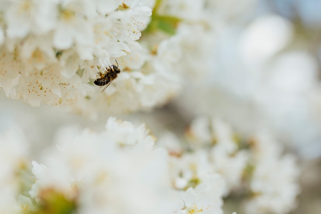 Photo fleurs blanches sur une branche