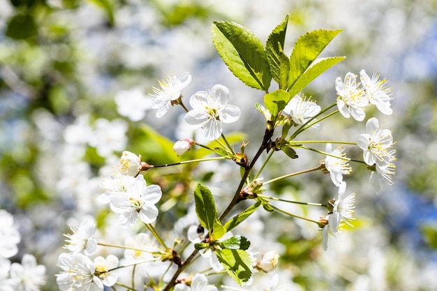 Fleurs blanches sur brindille de gros plan de cerisier