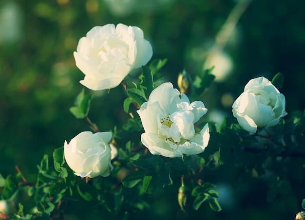 Fleurs blanches de bruyère rose dans un parc d'été Rose Alba