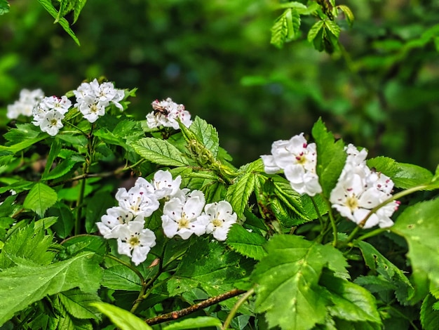 des fleurs blanches sur un buisson dans la forêt