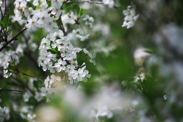 Fleurs blanches sur un buisson vert Fleur de pommier de cerisier de printemps La rose blanche fleurit