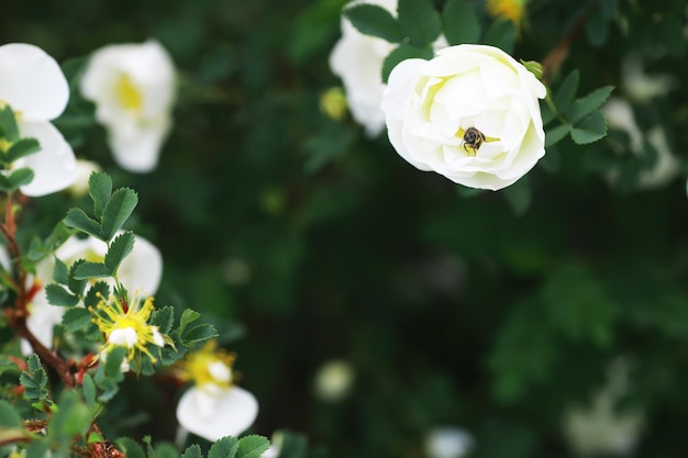 Fleurs blanches sur un buisson vert Fleur de pommier de cerisier de printemps La rose blanche fleurit