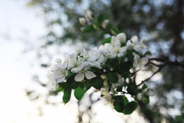 Fleurs blanches sur un buisson vert La rose blanche fleurit Fleur de pommier de cerisier de printemps