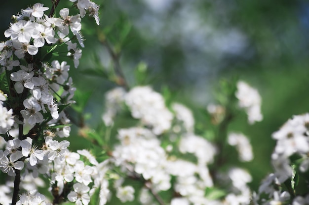 Fleurs blanches sur un buisson vert La rose blanche fleurit Fleur de pommier de cerisier de printemps