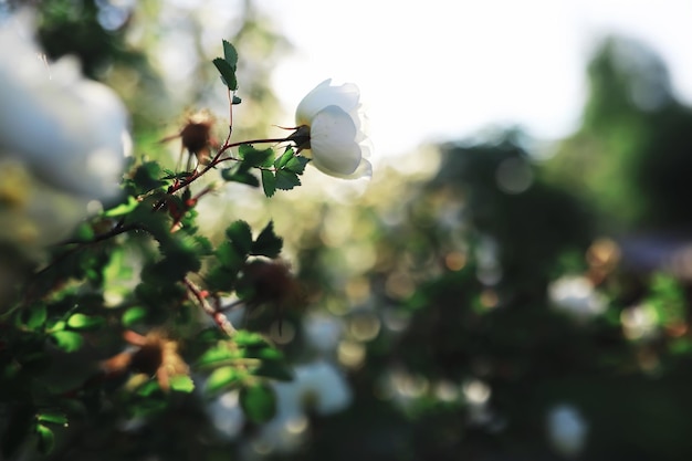 Fleurs blanches sur un buisson vert La rose blanche fleurit Fleur de pommier de cerisier de printemps