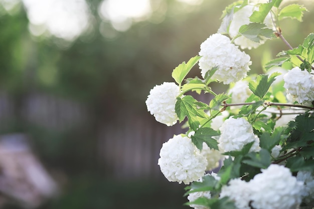 Fleurs blanches sur un buisson vert La rose blanche fleurit Fleur de pommier de cerisier de printemps