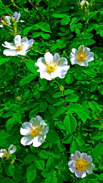 fleurs blanches avec des centres jaunes et un fond vert