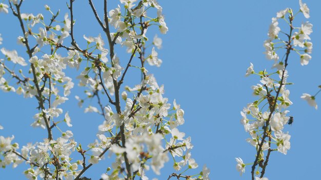 Photo fleurs blanches de cerises douces en fleurs ou de prunus avium prunus avum communément appelées sauvages