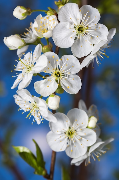 Fleurs blanches de cerises