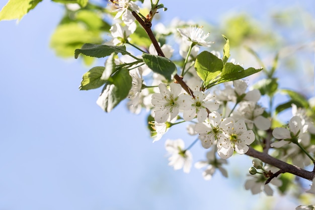 Fleurs blanches d'un cerisier au printemps