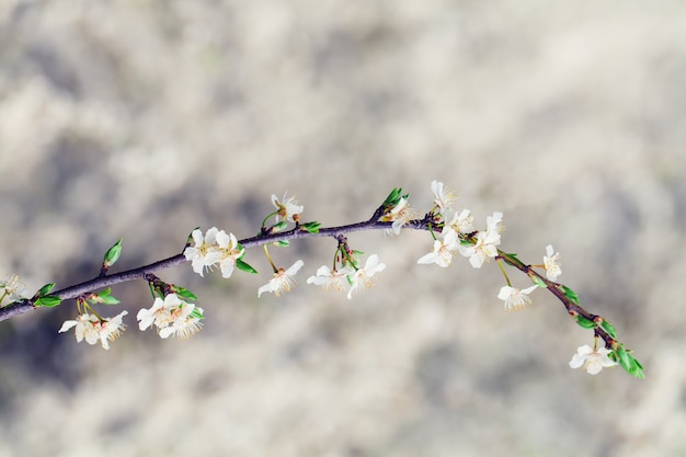 Fleurs blanches de cerisier au soleil au printemps