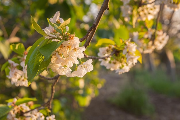 Fleurs blanches de cerisier en fleurs sur les branches