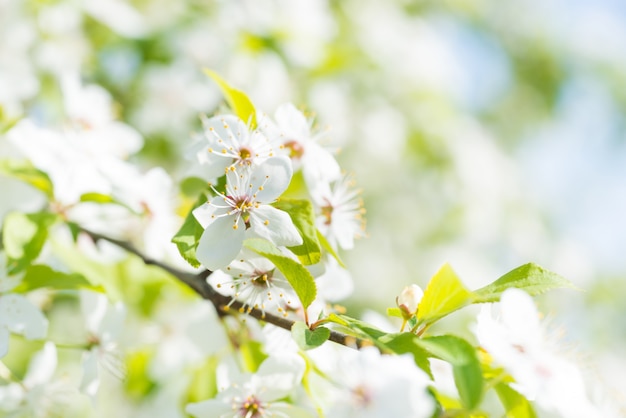 Fleurs blanches sur un cerisier en fleurs avec un fond doux de feuilles de printemps vertes et de ciel bleu