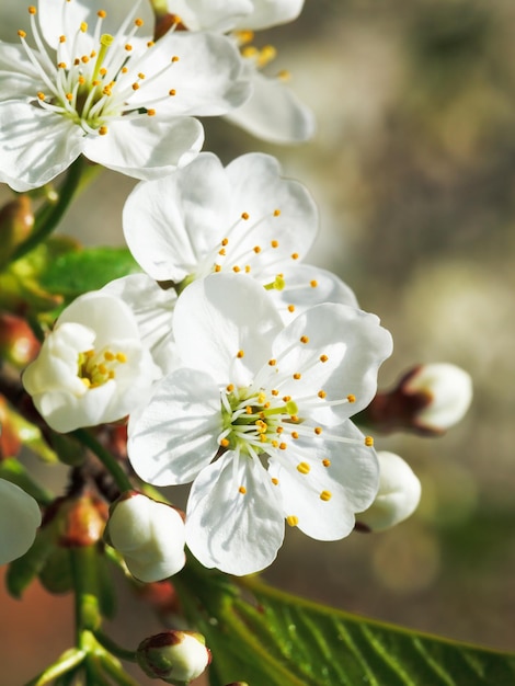 Fleurs blanches de cerisier en fleurs