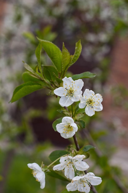 Fleurs blanches de cerisier à floraison printanière