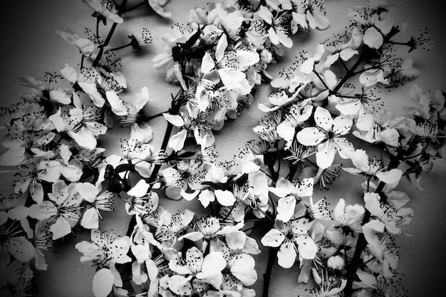 Fleurs blanches de cerisier des oiseaux Carte pour les vacances ou l'invitation Temps de printemps Photo floue brumeuse Flou de printemps doux abstrait Beaucoup de fleurs sur les branches Photographie monochrome noir et blanc