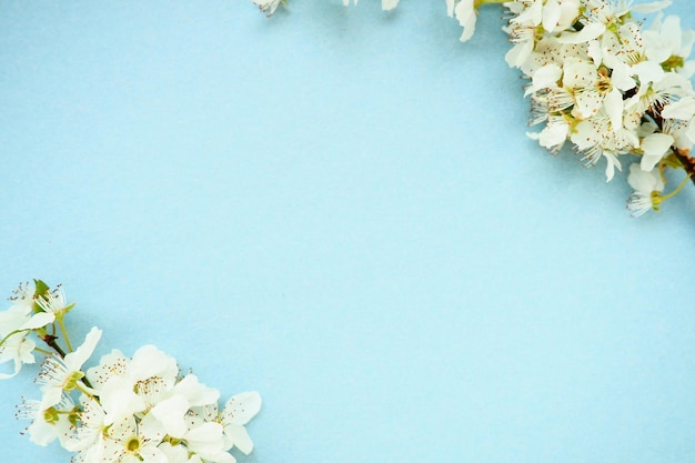 Fleurs blanches de cerisier des oiseaux sur fond bleu Copiez l'espace pour le texte Carte lumineuse pour les vacances ou l'invitation Printemps