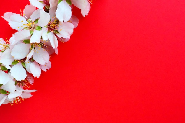 Fleurs blanches de cerisier des oiseaux sur fond rouge Copiez l'espace pour le texte Carte lumineuse pour les vacances ou l'invitation Printemps