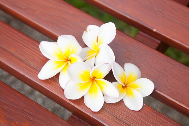 Des fleurs blanches sur une chaise.