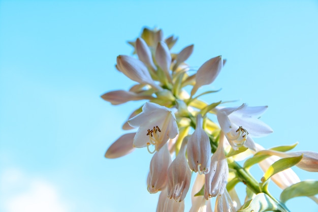 Fleurs blanches contre un ciel bleu en été