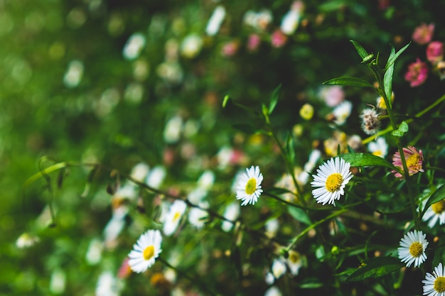 Fleurs blanches de coupe dans le fond frais vert nature