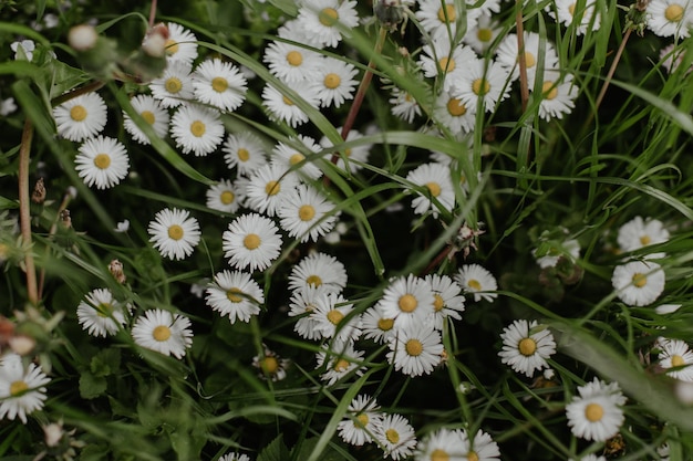 Fleurs blanches dans le champ d'herbe verte