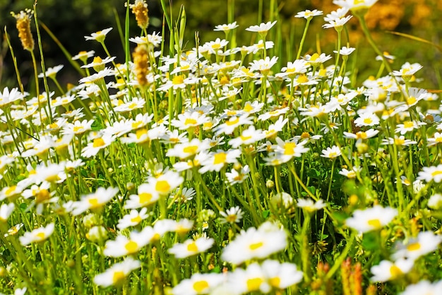 Fleurs blanches dans un champ vert en Sardaigne Italie