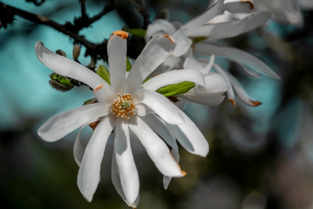 Fleurs blanches dans le ciel