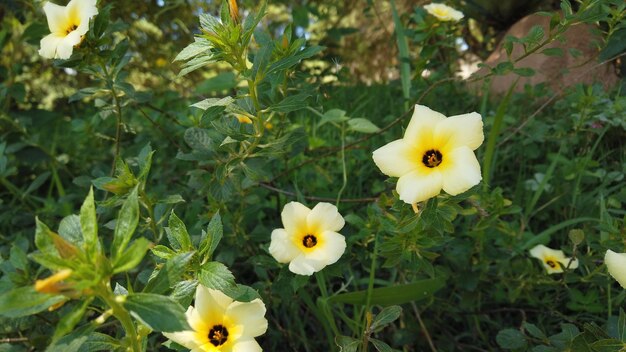 Photo les fleurs blanches dans l'harmonie botanique